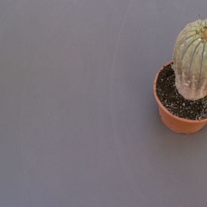 091cactus