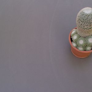 093cactus