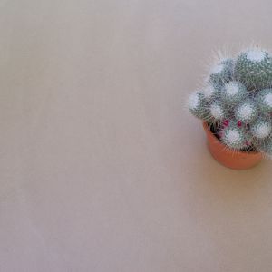 094cactus