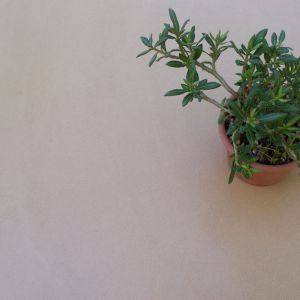 097cactus